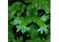 Asplenium scolopendrium 'Cristatum'