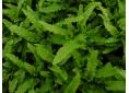 Asplenium scolopendrium 'Muricatum'