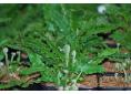 Asplenium scolopendrium 'Muricatum'