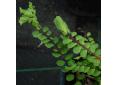 Asplenium trichomanes 'Cristatum'