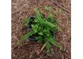 Asplenium trichomanes 'Stuart Williams'