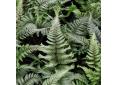 Athyrium niponicum, forme crêtée