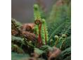 Blechnum spicant, Struthiopteris spicant