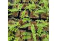 Polystichum woronowi