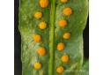 Lepisorus tosaensis