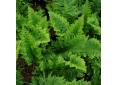Polypodium cambricum 'Pulcherrimum Addison'