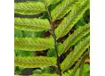 Allantodia wichurae, Diplazium wichurae
