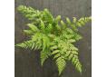 Allantodia hachijoensis