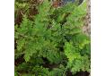 Selaginella involvens