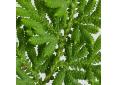 Salaginella involvens