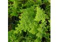 Selaginella involvens