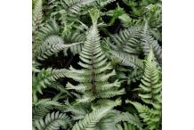 Athyrium niponicum var. pictum, forme crêtée