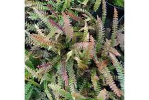 Blechnum penna-marina subsp. alpina, Austroblechnum penna-marina subsp. alpina