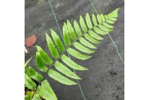 Allantodia wichurae