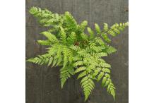 Allantodia hachijoensis