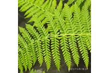 Parathelypteris beddomei