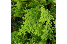Selaginella involvens